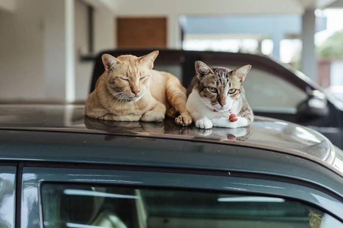 Imagen de un gato durmiendo cómodamente en el techo de un automóvil, mostrando la curiosidad felina y su capacidad para encontrar lugares acogedores para relajarse.