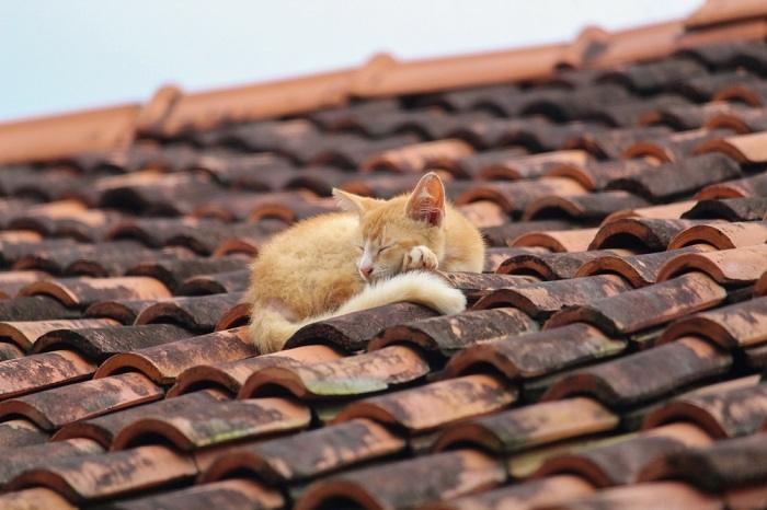 Gato contento descansando sobre una teja, disfrutando de un lugar elevado y acogedor para una siesta tranquila.