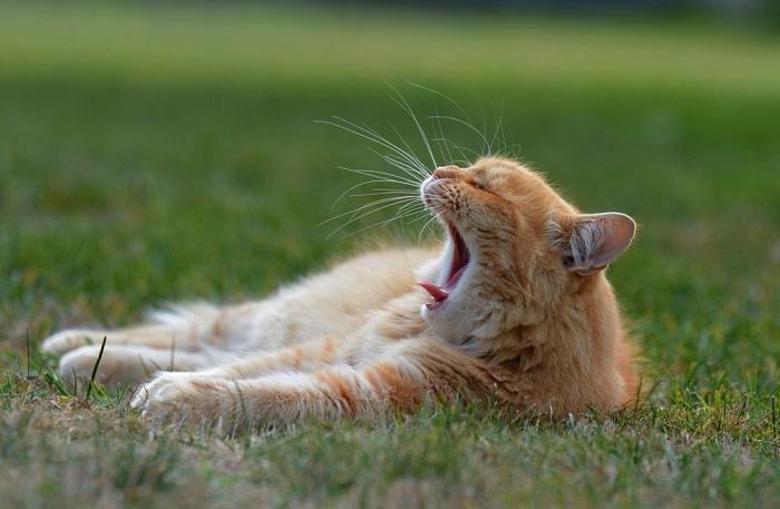 Una encantadora imagen que captura a un gato somnoliento en el acto de bostezar, mostrando sus ojos somnolientos, su boca abierta y su postura ligeramente caída, transmitiendo una sensación de adorable somnolencia y relajación.