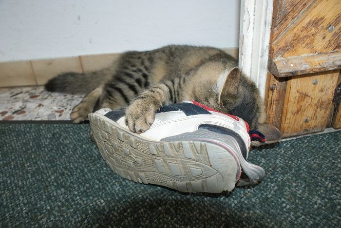 Una imagen que captura a un gato en el acto de oler un par de zapatos.