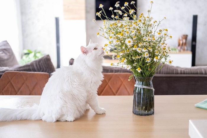 Una imagen encantadora de un gato olfateando delicadamente las flores, mostrando una mezcla de curiosidad y aprecio por los aromas del mundo natural.