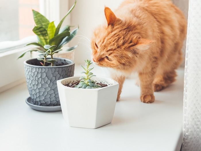 Una imagen que captura el comportamiento curioso de un gato mientras olfatea plantas de interior, mostrando su curiosidad natural y su interacción con su entorno.