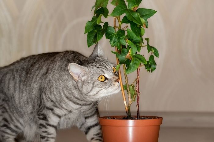 Una imagen que muestra a un gato olfateando atentamente una planta, exhibiendo su naturaleza curiosa y exploratoria mientras investiga los olores en su entorno.