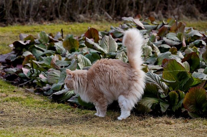 Un gato que exhibe un comportamiento de rociado, marcando su territorio con orina, lo cual es un comportamiento felino común.