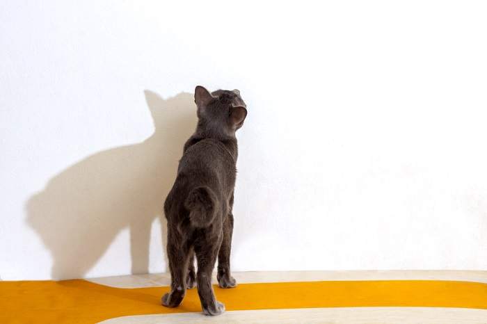 Un gato mirando fijamente una pared o un objeto.