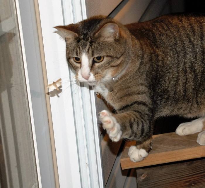 Una imagen que captura a un gato en el acto de golpear o golpear.