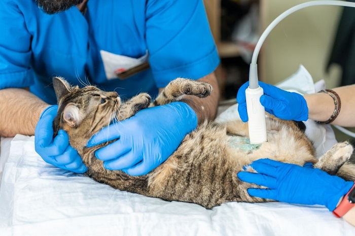 Ecografía de gato en el veterinario.