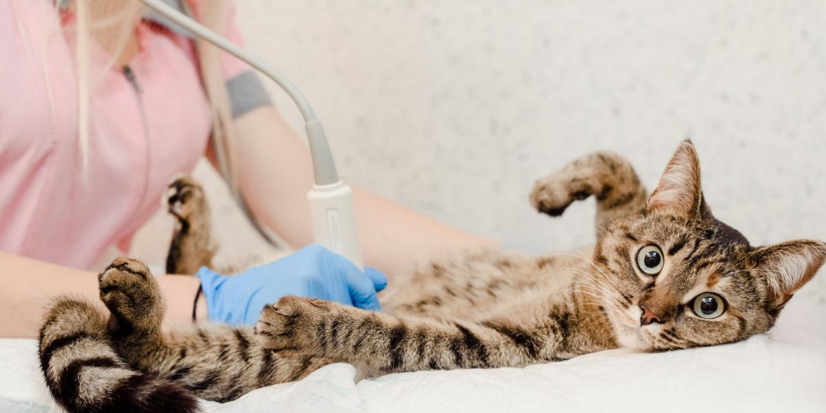 Ecografía de gato en el veterinario.