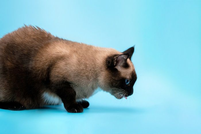 Gato sentado con la lengua afuera