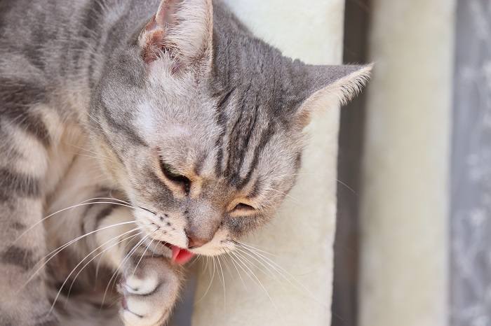 Imagen que ilustra un gato vomitando.