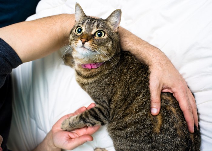 Una imagen inspiradora que muestra a un hombre y un gato compartiendo un momento alegre.