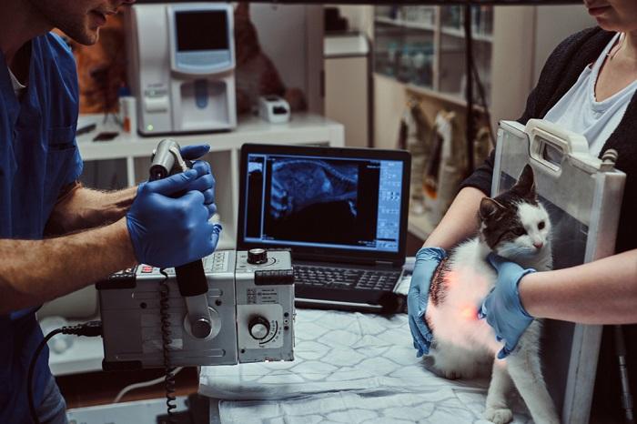 Imagen que muestra una radiografía veterinaria (rayos X) de un gato.