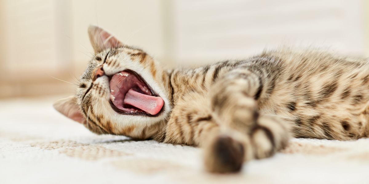 Una adorable imagen de un gato captado en pleno bostezo, mostrando su boca bien abierta, lengua extendida y mandíbulas estiradas, revelando un comportamiento felino clásico.