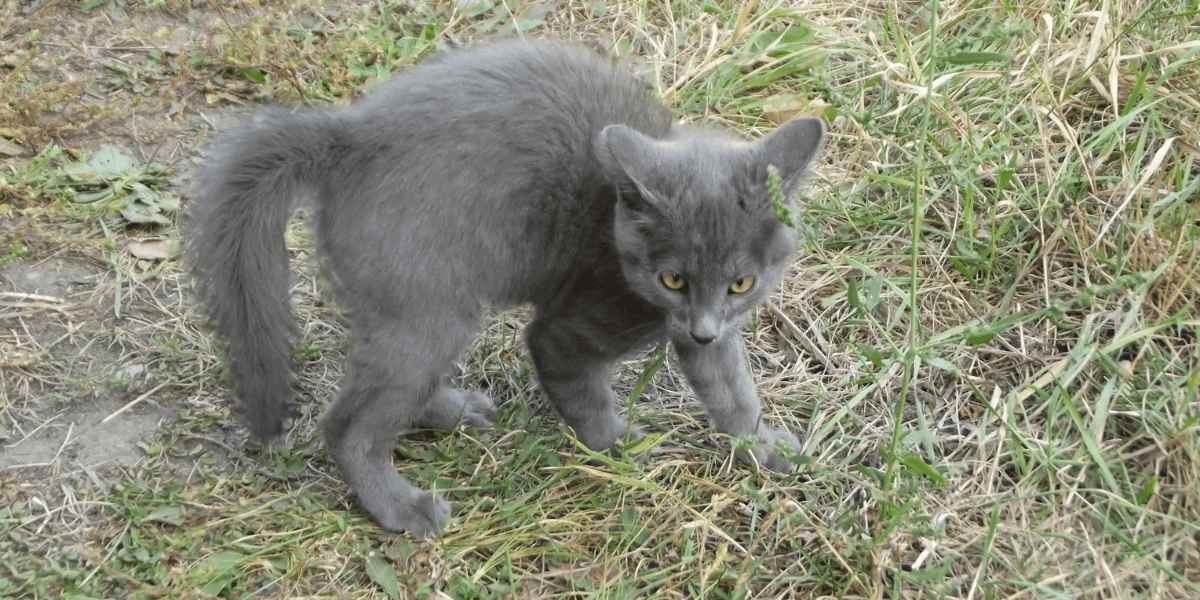 Gato exhibiendo una postura juguetona de 'cangrejo'.