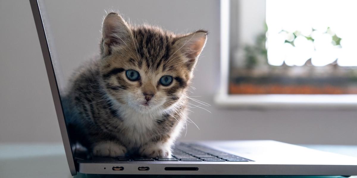 Encantadora imagen de un lindo gatito sentado en una computadora portátil, exudando inocencia y curiosidad mientras explora la computadora.