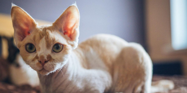 Los 100 mejores nombres para gatos Devon Rex