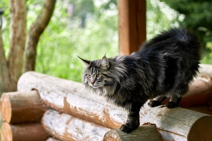 La imagen retrata un gato esponjoso en pleno paso mientras camina con gracia.