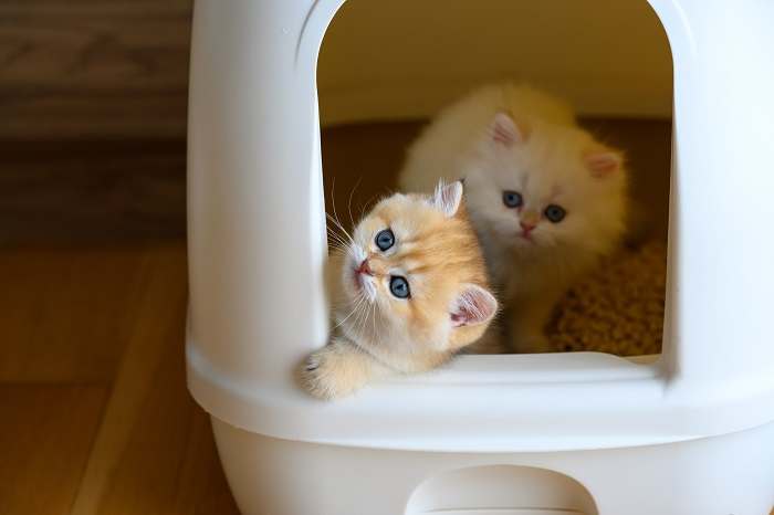 Entrenamiento para gatos para ir al baño en una caja de arena.