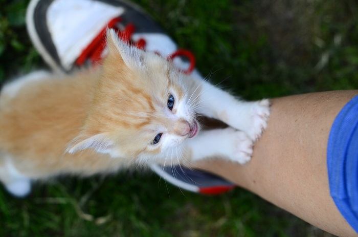 Un gatito juguetón inclinándose y manoseando algo.