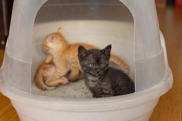 Gatitos en su caja de arena