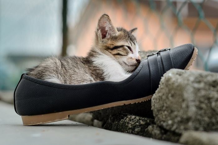 Una adorable imagen que captura a un gatito acurrucado cómodamente entre una colección de zapatos.