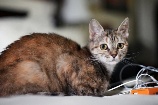 ¿Tu gato se siente solo? Estas 7 señales te ayudarán a descubrirlo