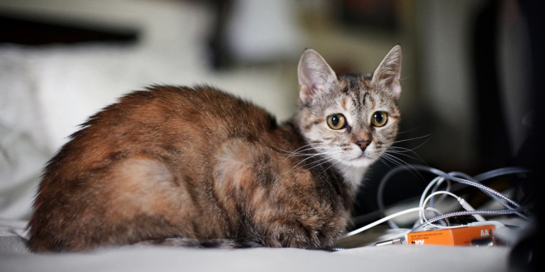 ¿Tu gato se siente solo? Estas 7 señales te ayudarán a descubrirlo