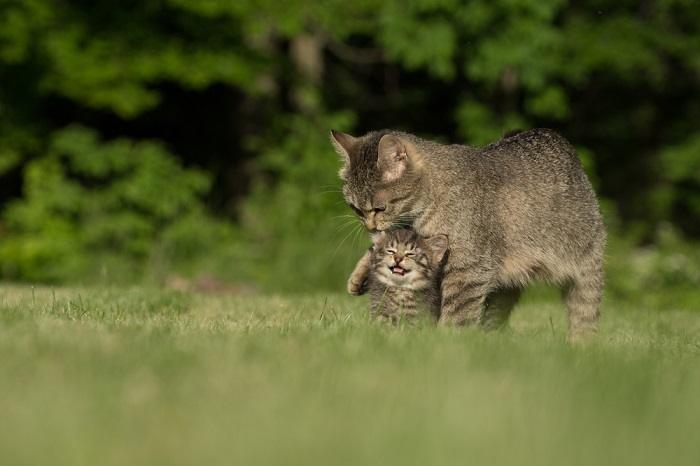 Imagen conmovedora que muestra a una gata madre y a su gatito juguetón compartiendo una interacción alegre.