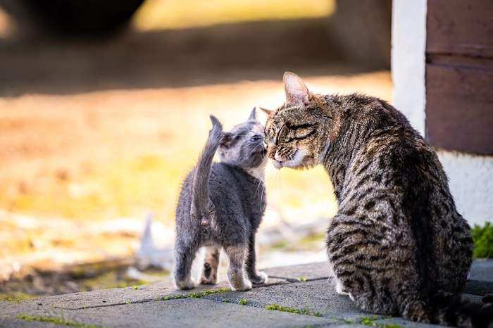 Conmovedora imagen de una gata madre abrazando amorosamente a su pequeño gatito.