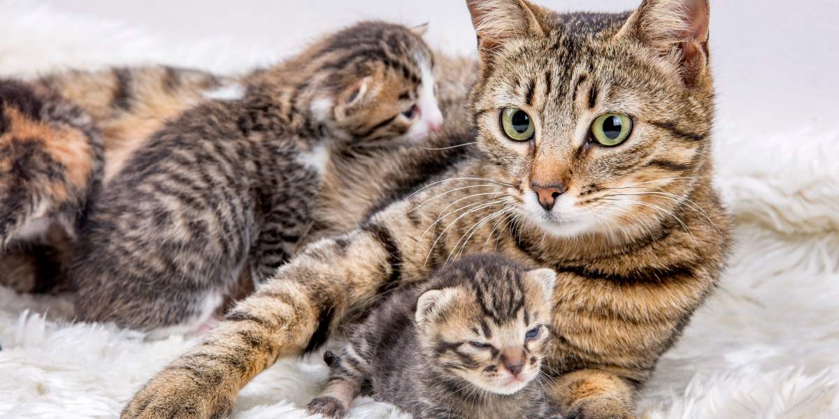 Tierna imagen que muestra a una gata madre y su adorable gatito.