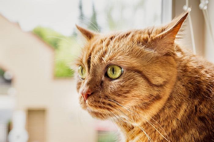 Posición de las orejas de gato hacia los lados y hacia atrás.