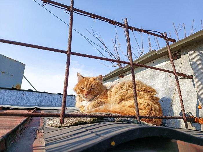 Imagen de un gato naranja durmiendo cómodamente en un techo, mostrando la adaptabilidad felina y su habilidad para encontrar lugares de descanso únicos.