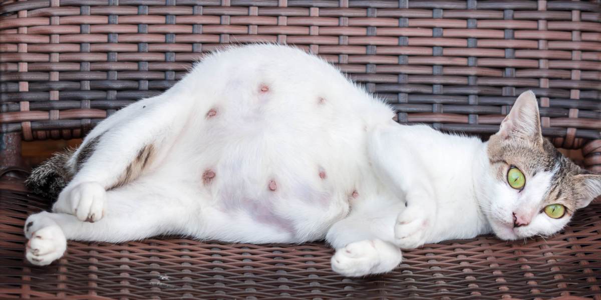 Una imagen que muestra a una gata preñada en un entorno sereno y confortable.