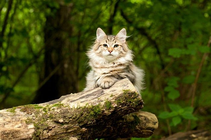 Auténtico gato siberiano, que muestra la verdadera belleza de esta majestuosa raza en una imagen comprimida