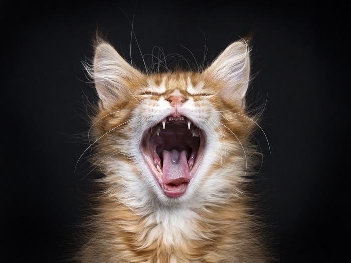 Una imagen cautivadora de un gato atigrado rojo captado en medio de un bostezo, con la boca bien abierta, mostrando sus dientes y lengua, capturando un momento espontáneo de expresión y comportamiento felino.