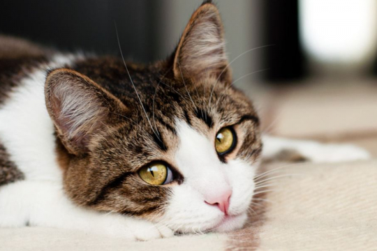 7 Maneras en las que podrías herir los sentimientos de tu gato