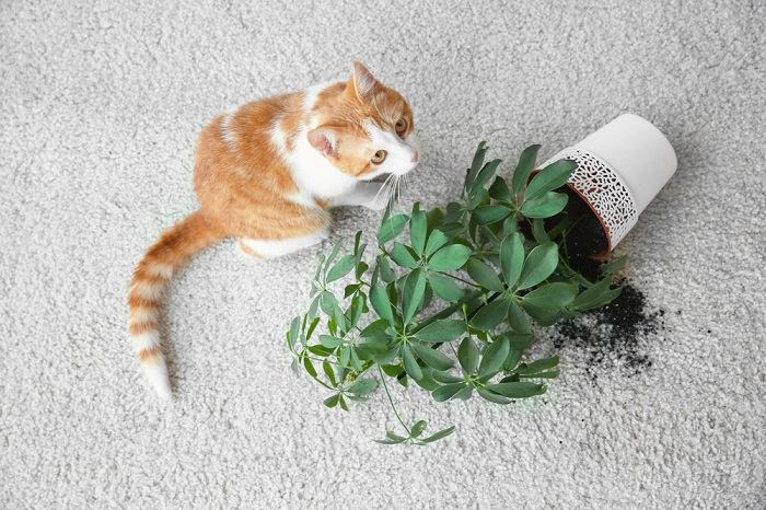 El gato derribó una planta en maceta