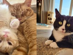 A split view of two cats - on the left, an orange cat with bright eyes, and on the right, a black and white cat with striking patterns