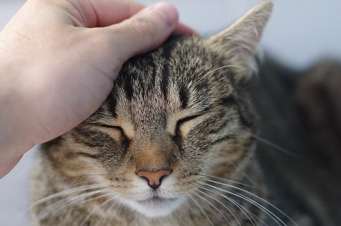 Persona acariciando suavemente a un gato contento y relajado, formando un vínculo a través del tacto y el afecto.