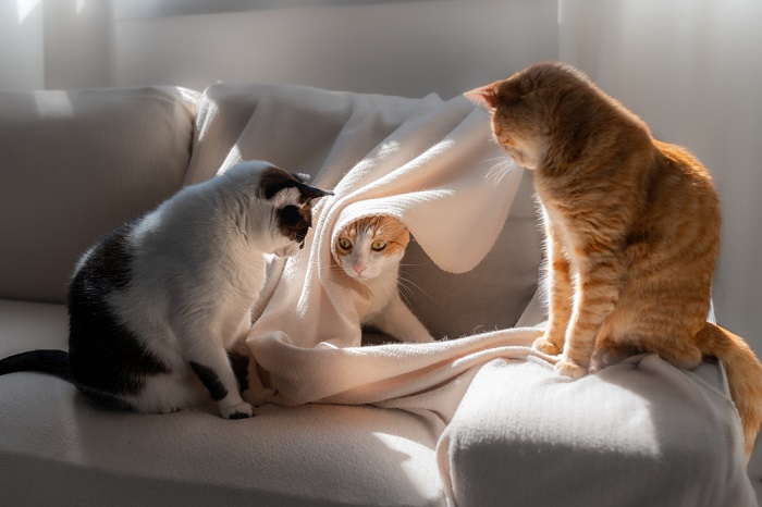 Tres gatos encantadores capturados en un solo cuadro