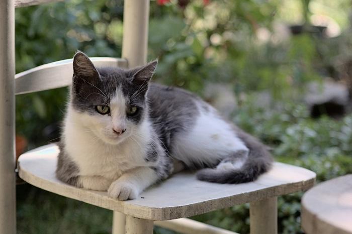 Un majestuoso gato se sienta orgulloso, exudando confianza con su apariencia llamativa y su comportamiento regio.