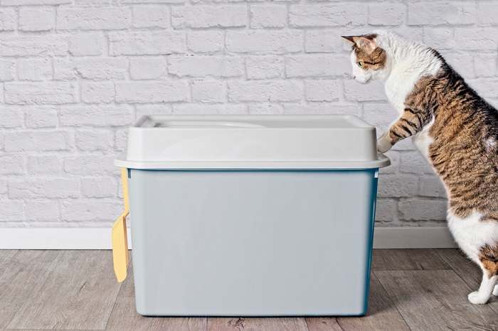 Imagen que muestra una caja de arena para gatos con entrada superior, diseñada para brindar privacidad a los gatos al mismo tiempo que contiene el desorden de la arena y ofrece comodidad tanto para los felinos como para sus cuidadores.