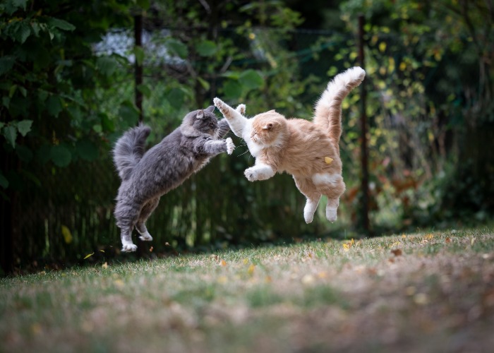 Gatos volando en el aire peleando