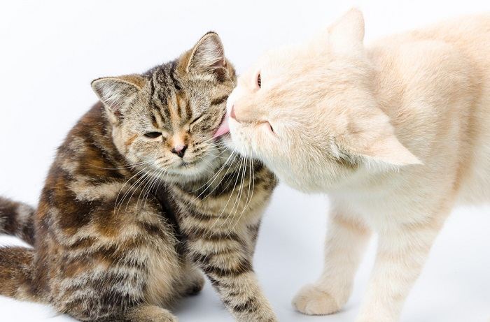 Fotografía de dos gatos que se acicalan recíprocamente, lo que demuestra una interacción armoniosa y afectuosa entre compañeros felinos.