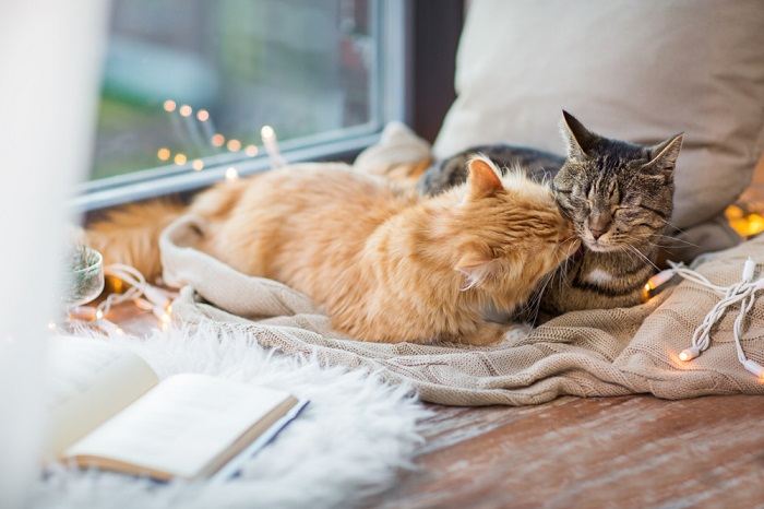 Dos gatos acurrucados juntos bajo una manta con temática navideña