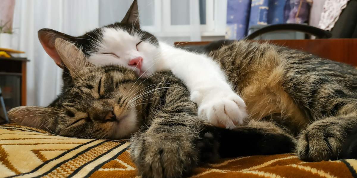 Imagen de dos gatos durmiendo uno al lado del otro, capturando un momento conmovedor de compañía felina y descanso compartido.