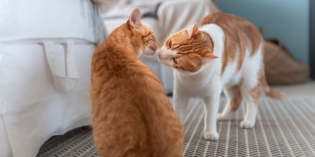 Una imagen que retrata a dos gatos participando en una interacción de olfateo, un comportamiento común entre los gatos para explorar olores y establecer vínculos sociales a través de la comunicación olfativa.