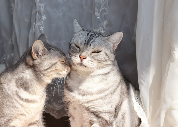 ¿Cuánto tiempo recuerdan los gatos a otros gatos?