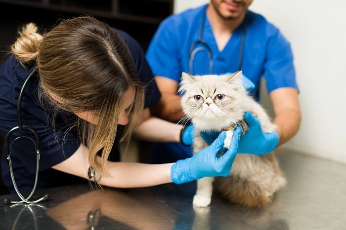 Gato de nariz chata siendo examinado por el veterinario