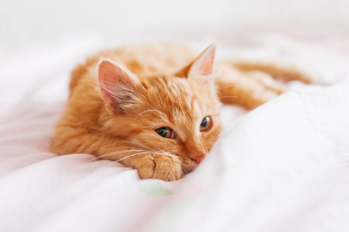 La imagen captura a un gato en el proceso de despertar, mostrando su transición de un estado de reposo a uno de alerta.